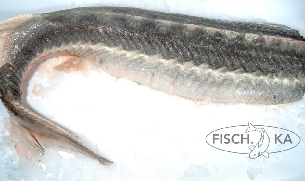 [OB21] Осётр без головы оттаявший 3,5-5 kg/шт поштучно