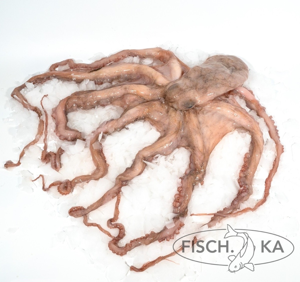 [OB52] Oktopus ganz aufgetaut 1-2 kg/st  12 kg/pack (3101)