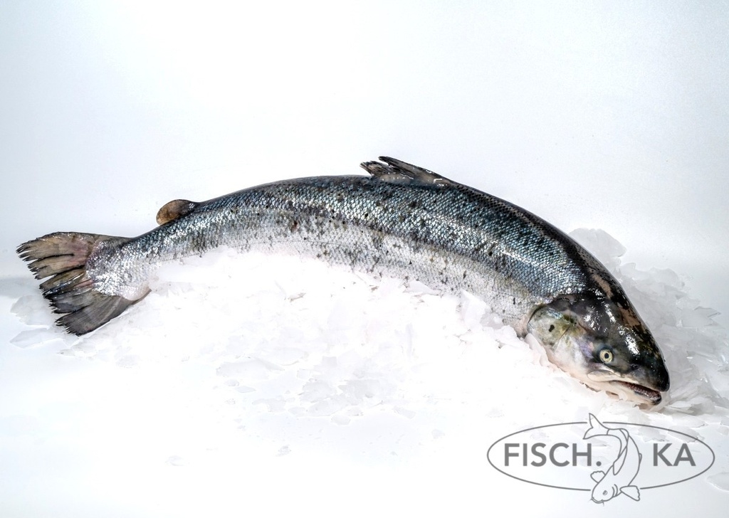 [OB213] Lachs (Nor) Frisch (5-6 kg/st) per STÜCK (2734)